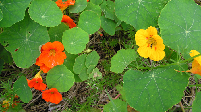 Orange and yellow nasturtium flowers.