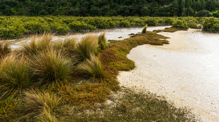 Estuary shellbank with dense mangrove forest and scrub.