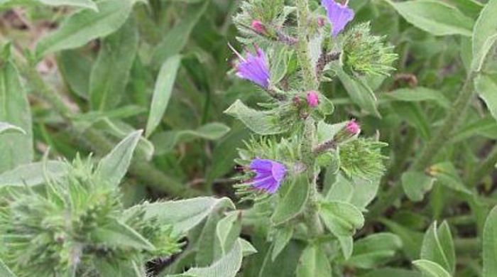 Vipers Bugloss with newly opening flowers.