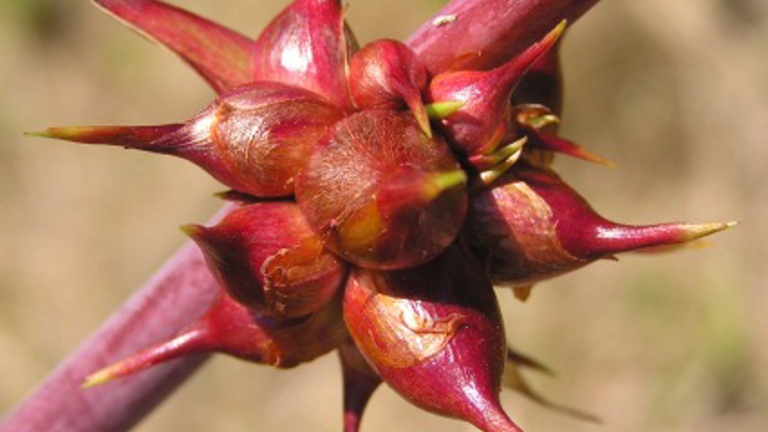 Clusters of re/brown bulbils on bulbil wastsonia stem.