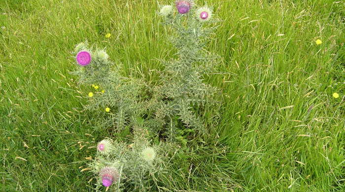 Nodding Thistle plant in grass paddock.