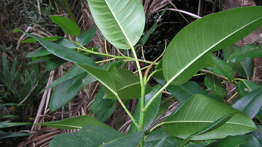 Morton Bay Fig being held by hand to show underside of leaves.