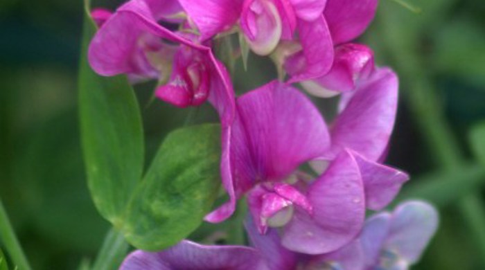 Close up of everlasting pea in full bloom.