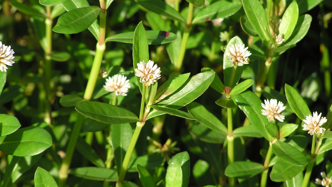 Alligator weed leaves and flowers.