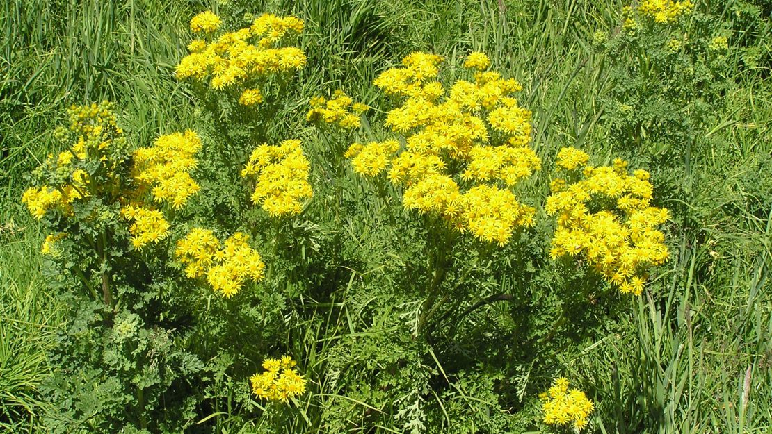 A cluster of ragwort in flower.