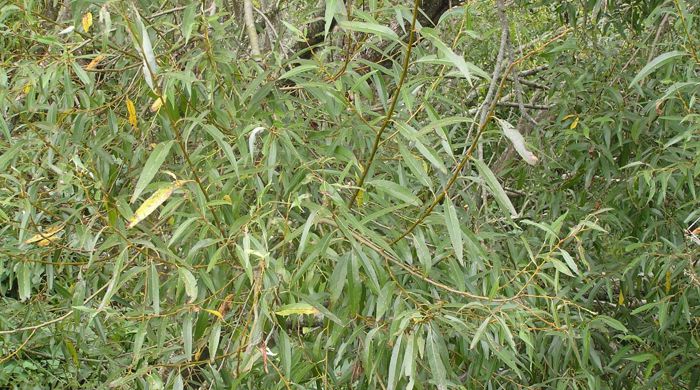 Spreading branch of a crack willow tree.