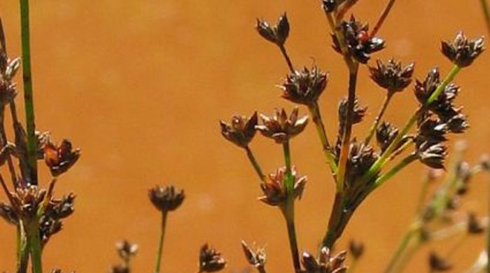 Jointed Rush seed heads.