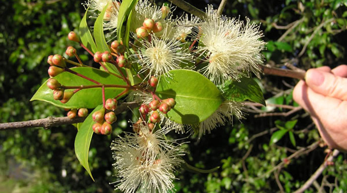 A hand holding a branch of brush cherry with white fluffy flowers and small hard seeds.