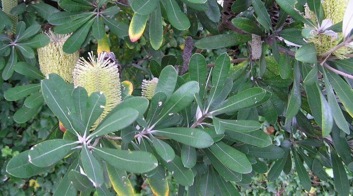 Close up of coast banksia flowers which grow in tall cylindrical cones.