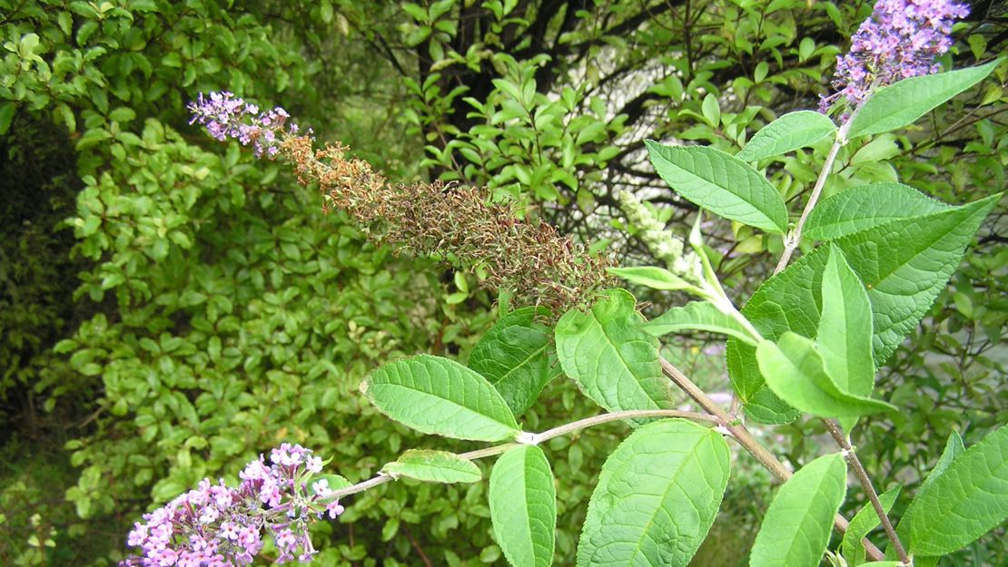 A branch of buddleia flowers with half of them dried out.