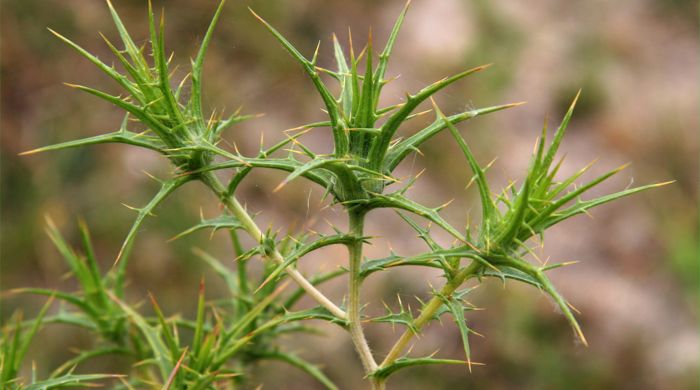 Close up on saffron thistle leaves.