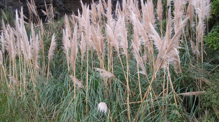 Pampas in flower