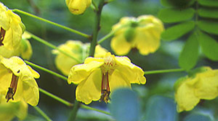 Close up of Mysore Thorn flowers.