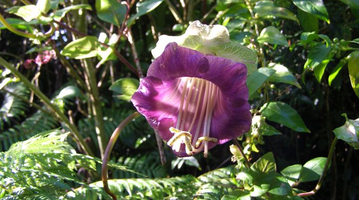 Close up of cathedral bells flower.