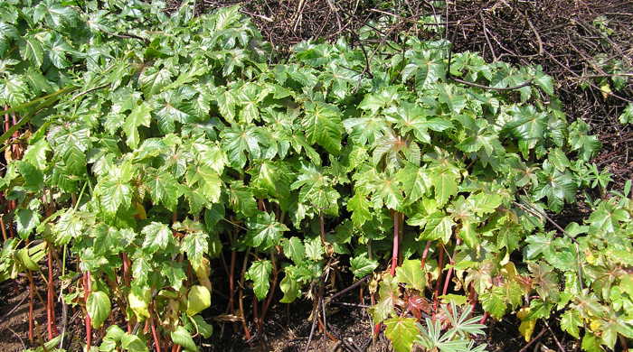 Castor oil plant with green leaves and red stalks.