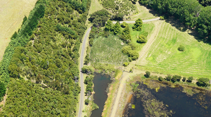 Raupō wetland at Prawn Farm.