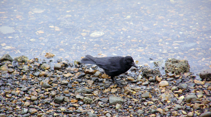 Rook standing on pebble beach on water’s edge.