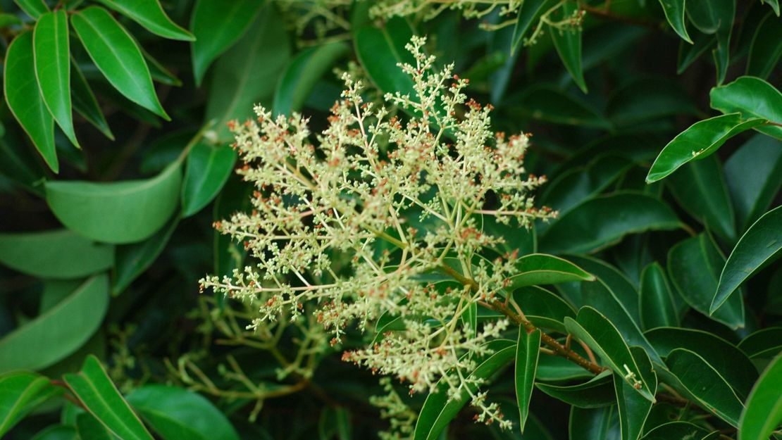 Tree Privet leaves with flowers.