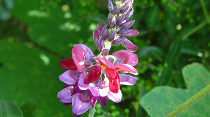 The flowers of a kudzu vine.