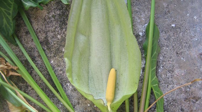 Italian Arum flower and leaves on concrete.