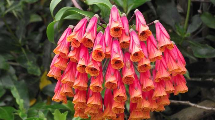 Cluster of fully bloomed bomarea flowers.