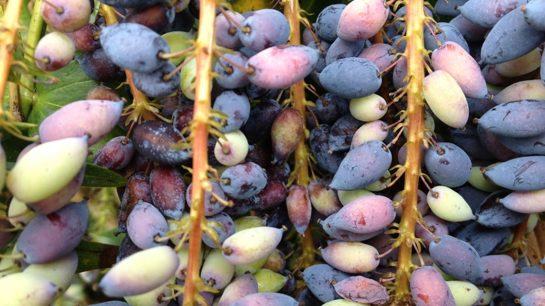 Chinese holly grape with red and green grapes stacked up.