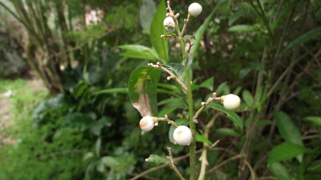 Close up of queen of the night berries at the tip of the branch.