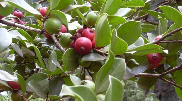 Close up of  Red Guava fruit beside immature fruit.