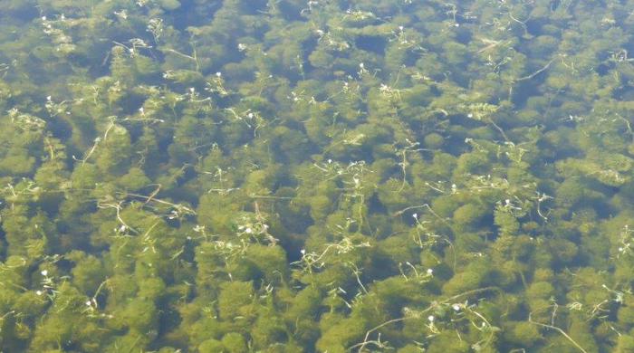 Dense mat of cabomba in the water with small white flowers above the surface.