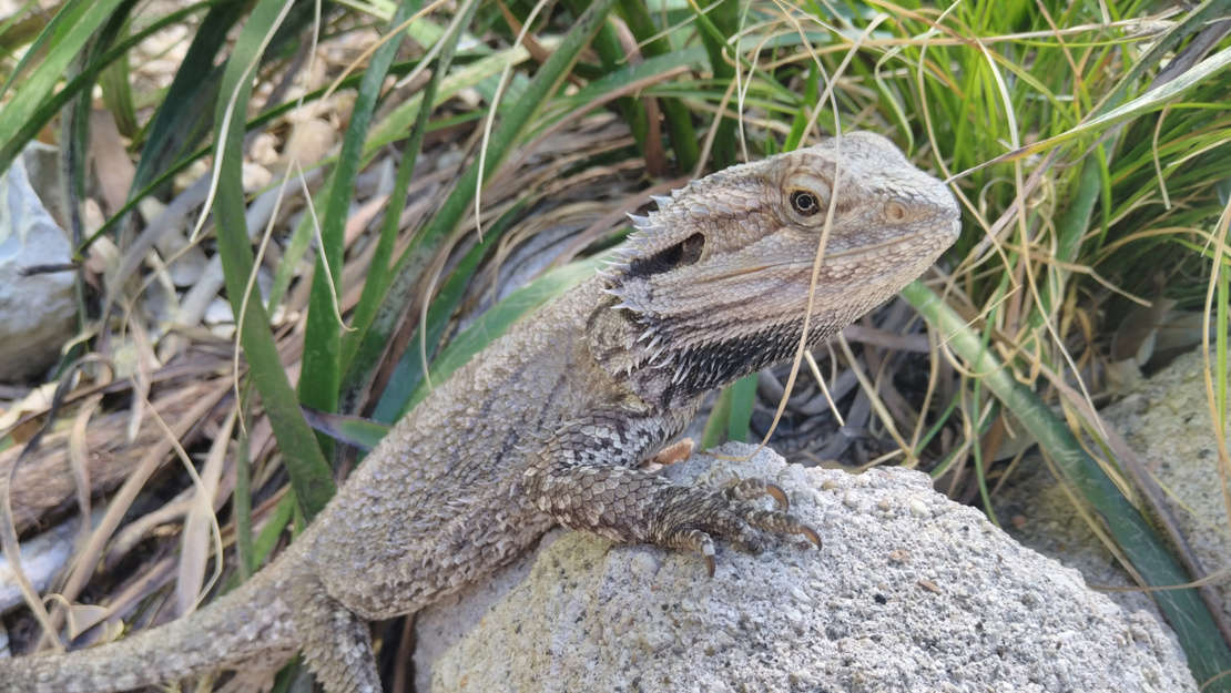 Bearded dragon perched on a rock sunning itself. 