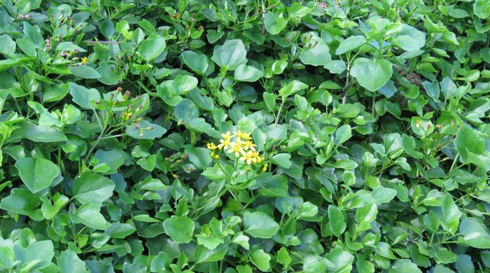 A dense bush of cape ivy.