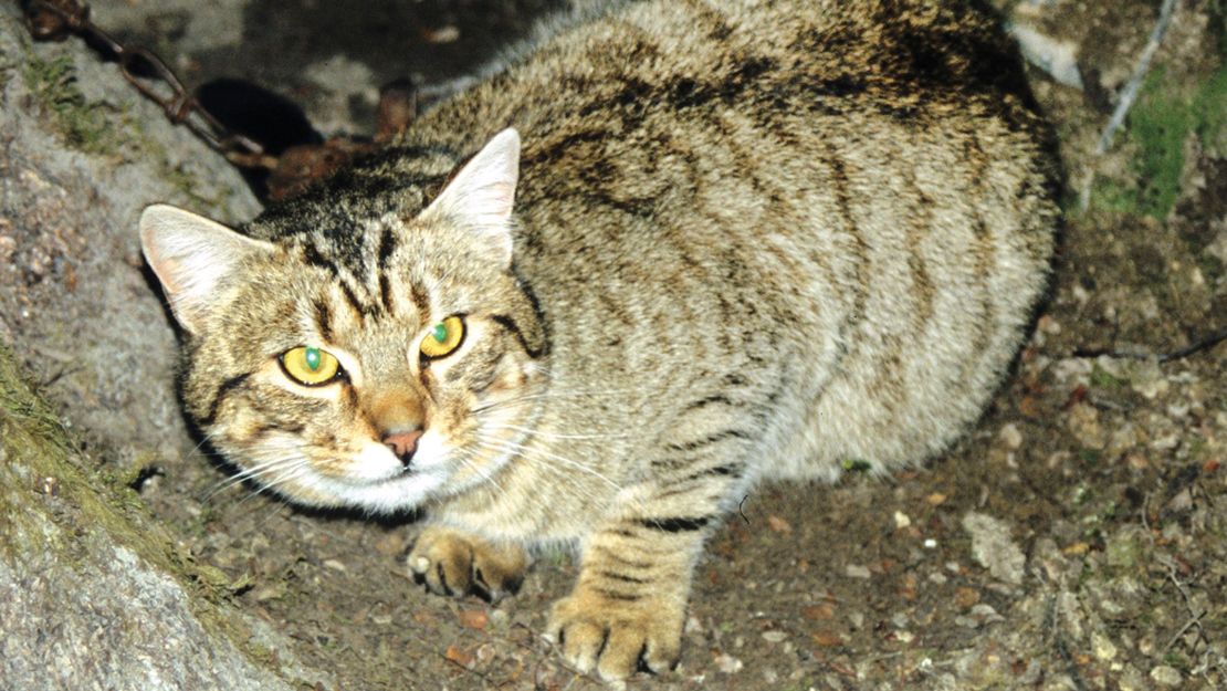 A cat hunkering down and bristling at the camera.