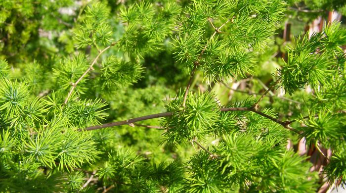 close up photo of Asparagus umbellatus branch.