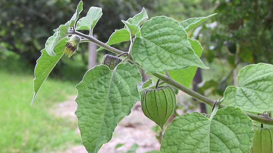 Close up of a branch of cape gooseberry with pointed leaves and a puffy green berry.