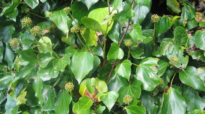 Thick wall of Engish ivy.