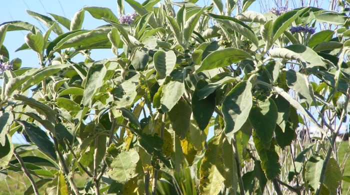 The canopy of woolly nightshade plants in flower.