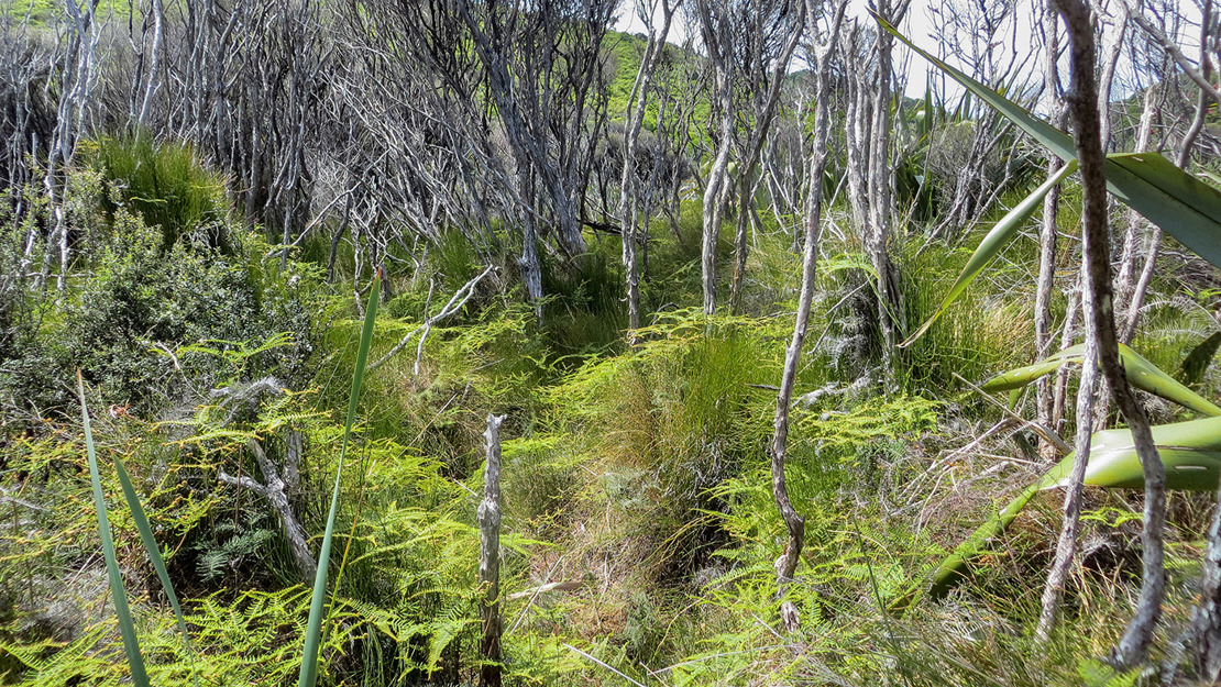 WL2 at Te Ārai.