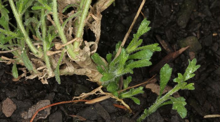 A close up of the roots of a bur daisy.