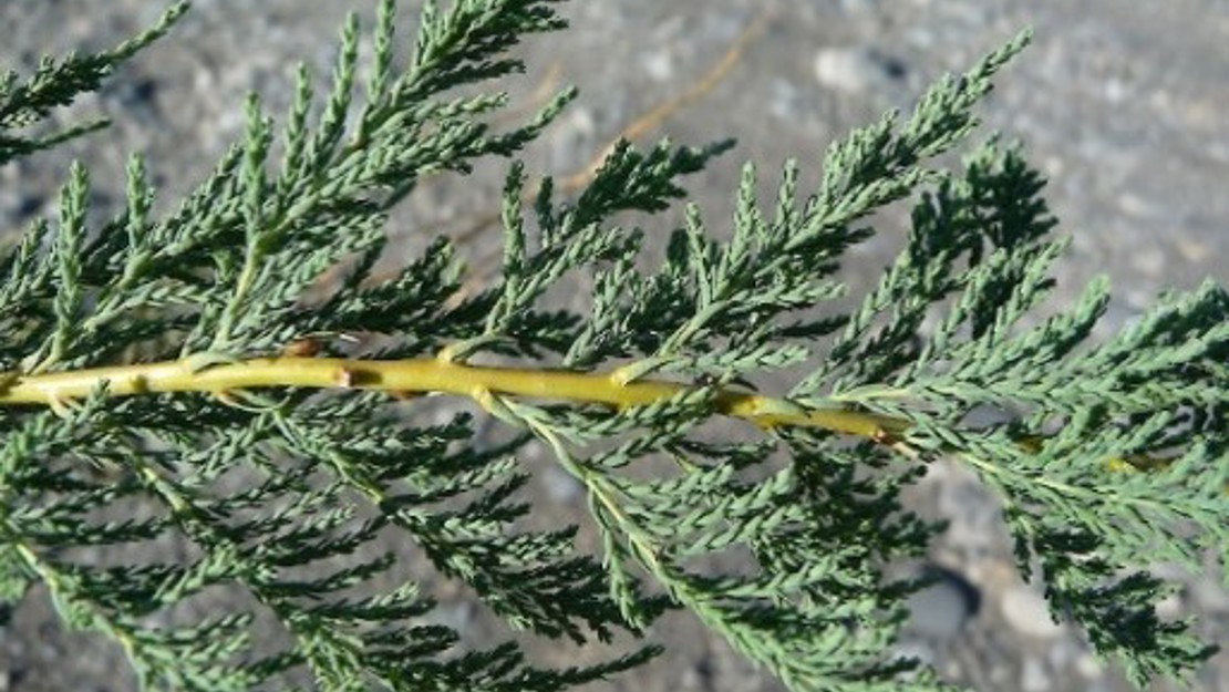 A False Tamarisk branch.