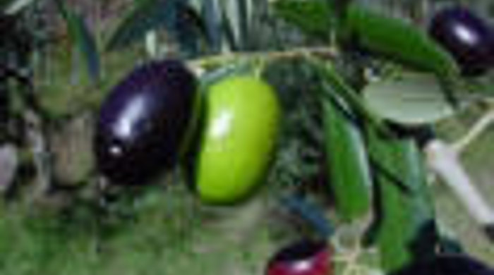 Close up of olives from the feral olive tree.