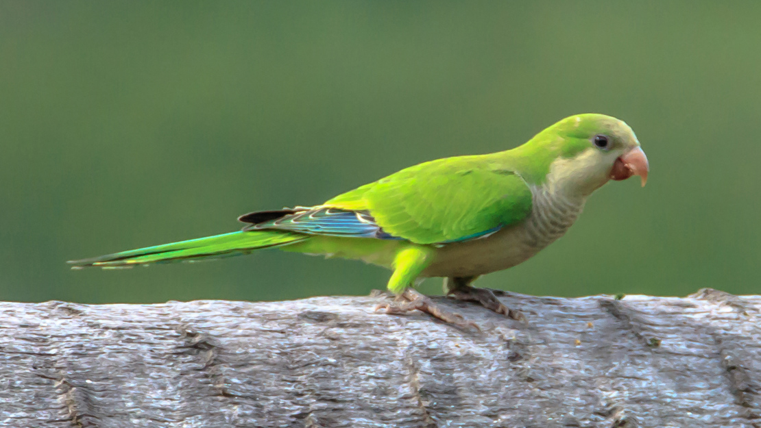 The monk parrot is perched on a tree.