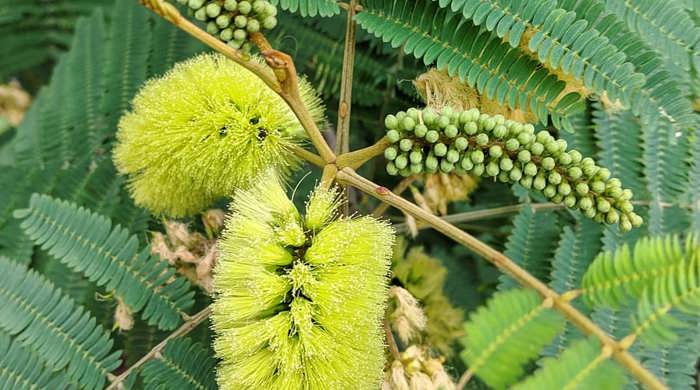 A close up photo showing the flowers of a Brush Wattle.