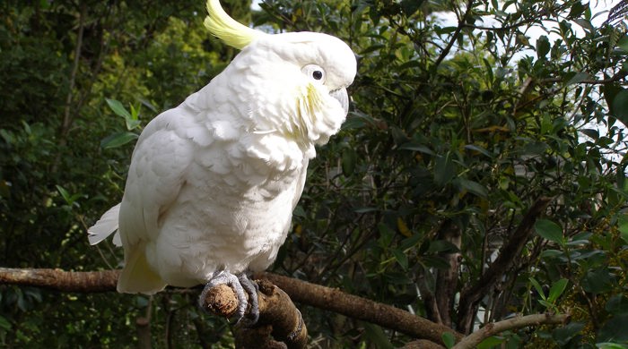 Sulphur crested cockatoo sitting sideways on a branch.