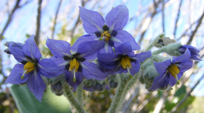 Close up of Woolly Nightshade flowers.