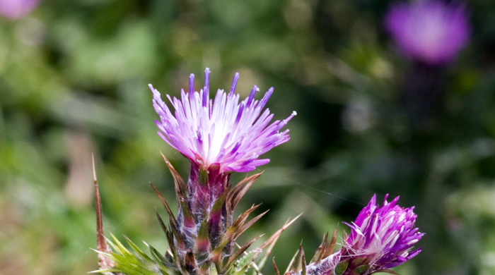 Nodding Thistle close up of flower and flower buds.