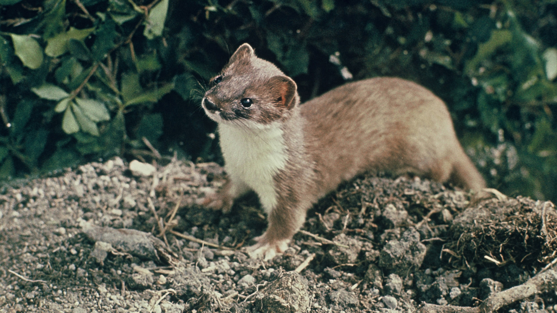 A stoat looking straight across the camera, perched over a small mound.