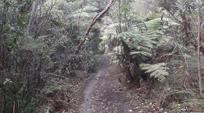 Gittos Domain path in Blockhouse Bay wearing through the forest.