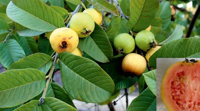 Close up photo of a guava, showing yellow fruit.