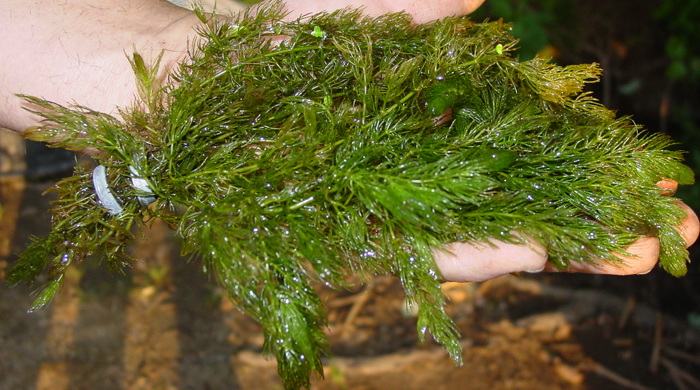 Hornwort held in a hand.