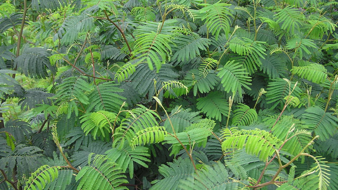 A dense scrub of brush wattle.